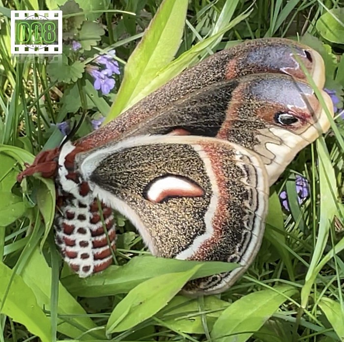 Papillon de nuit 008