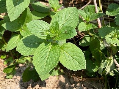 Menthe printanière