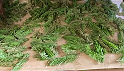 Sapin baumier
