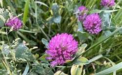 Trèfle mauve