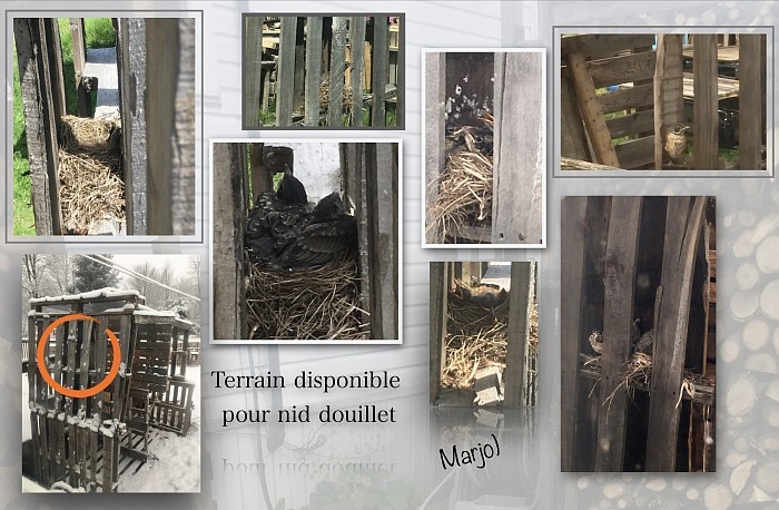 Captures d’écrans de l’évolution de 3 oisillons merles d’amérique et leurs parents