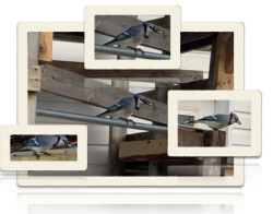 Montage pour animaux