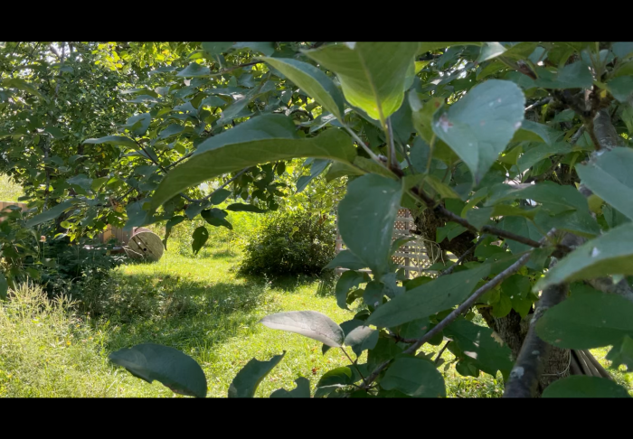 De la cour à l’Étang en passant par l’Allée des Pommiers & la famille bourdon 🐝 13.40 min.