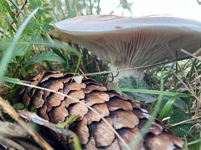 Approfondir mes connaissances pour les champignons. Mi-animal | Mi-végétal