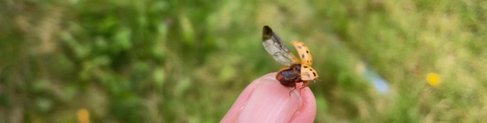 Natur(elle) & « ailes » passionnée de la faune, l’exploratrice en herbe 🌿 de Noyan