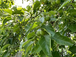 Pommier en fruit