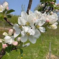 Fleur de pommier