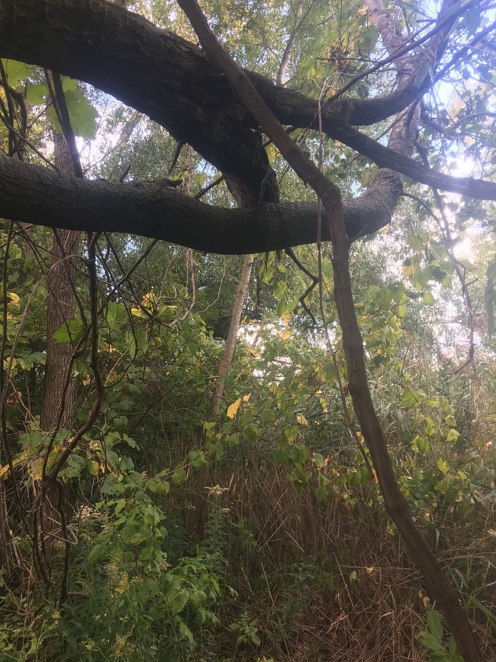 Sous-bois féérique