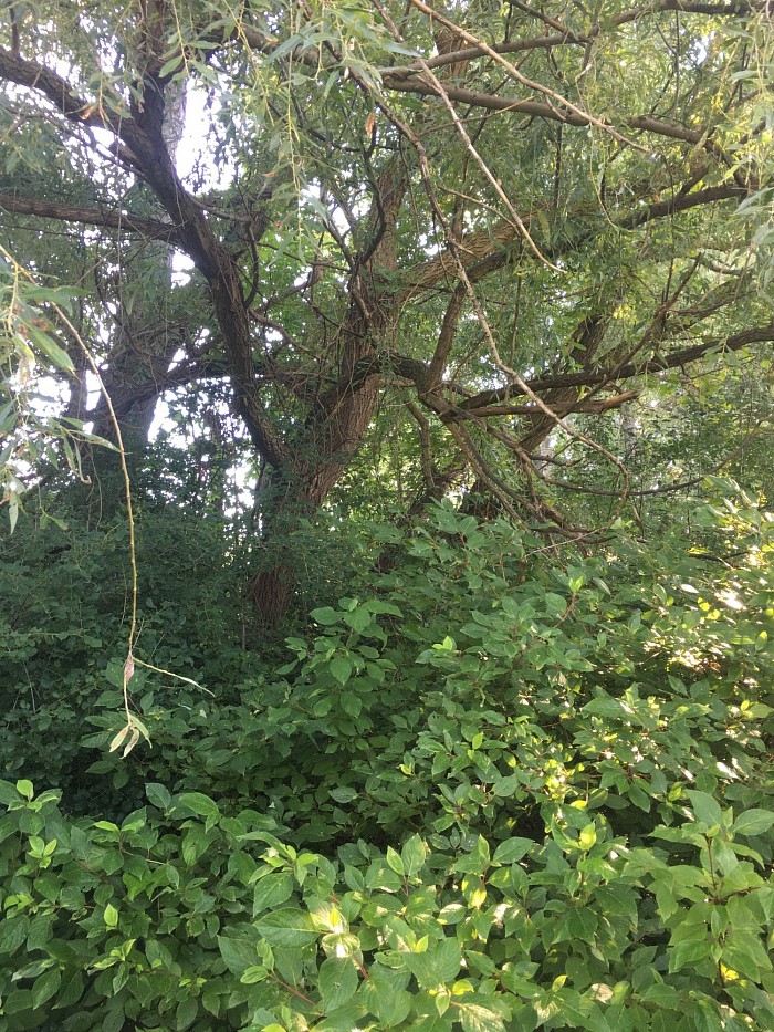 Arbre magnifique