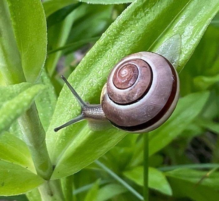 Paolo L’Escargot